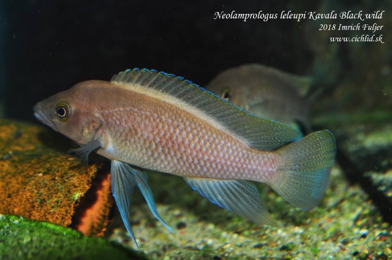 Neolamprologus leleupi 'Bilila (Kavala) Island'